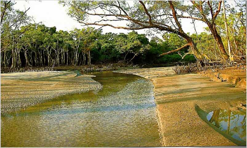 Sundarban