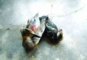 অতিথি পাখি