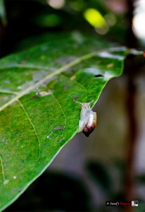 ক্ষুদ্রতা