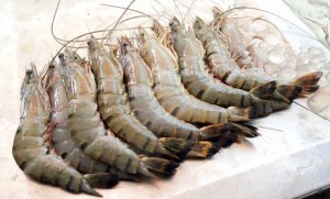 Bagda-Chingri-Pic003