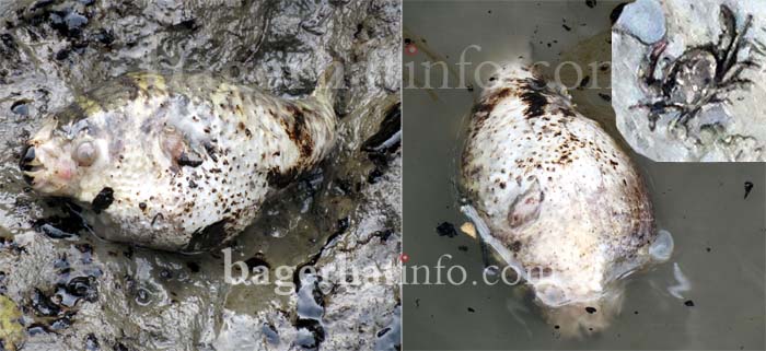 Oil-disaster-at-SundorBon-Pic-09