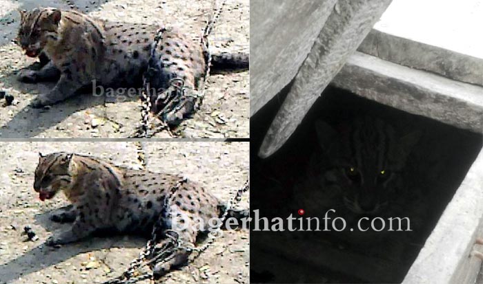 Maso-Bage(Fishing-Cat)