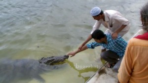 Crocodil-at-Khanjan-Dhigi