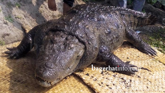 Mazar-Crocodile-Pic-2(05-02-2015)Bagerha