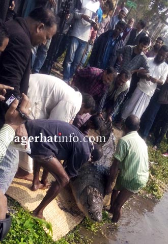 Mazar-Crocodile-Pic-3(05-02-2015)Bagerha