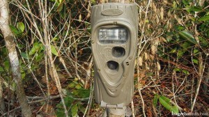 sundarbans-tiger-census-camera