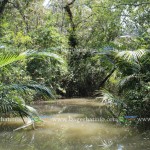 Sundorbon-Beauty-Pic-001