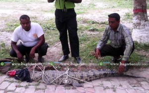 Crocodile-04-06-2015