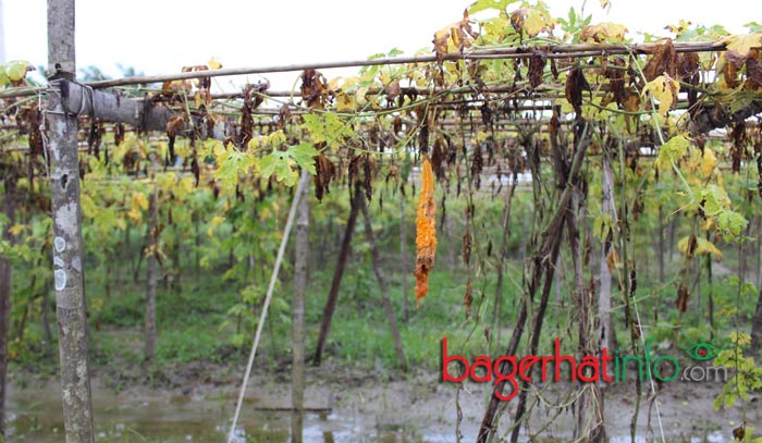 Bagerhat-Agricultur-Pic-2