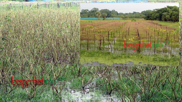 Bagerhat-Agricultur-Pic-3