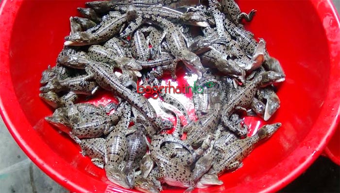 Crocodile-sana-2015(1)