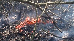 SUNDORBON-Fire-Pic1(28-04-2016)