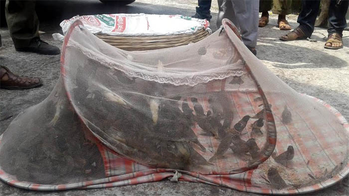 Bagerhat-pic-1(02-06-2016)Bird