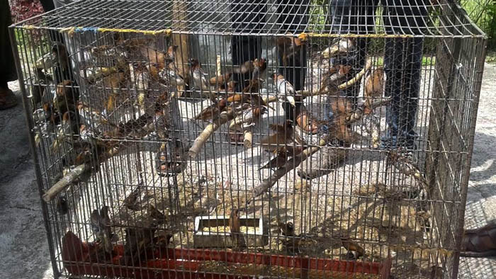 Bagerhat-pic-2(02-06-2016)Bird