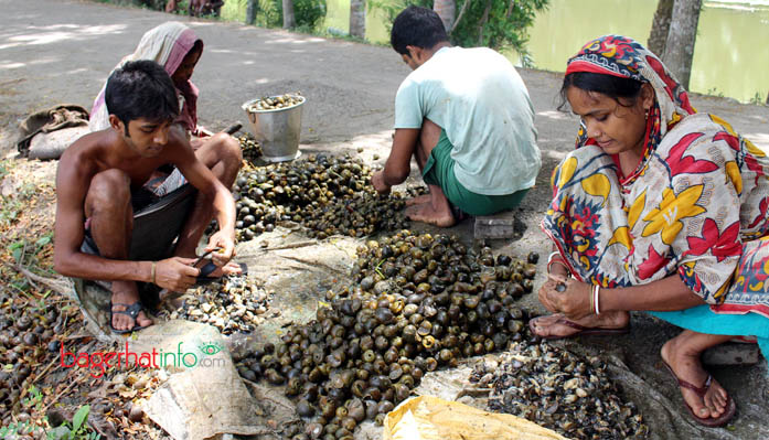 Bagerhat-Shamuk-Kiling-Pic-01