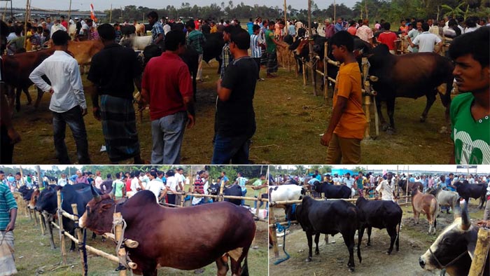 bagerhat-pic-111-09-2016cow-hat